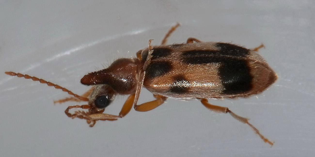 Notoxus brachycerus e Notoxus lonai, Anthicidae